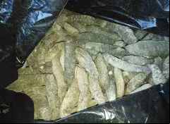 Vinculan a proceso a dos traficantes de pepino de mar