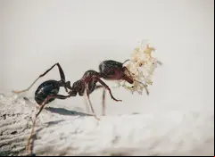 Hormiga vista a través de un microscópio