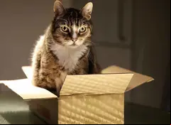 gatito en una caja