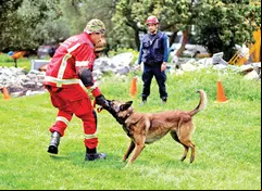 Ombra, una pastor belga malinois de tres años, recibe capacitación para indicar, con un ladrido, que hay una vida.