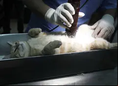 El radiólogo operó a su gata en las instalaciones del hospital donde trabajaba. (AFP)