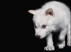 El lobo terrible 