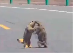 Adorable pela de marmotas provoca atasco en carretera de China