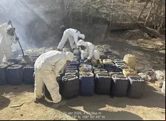Defensa, Guardia Nacional y Marina combate producción de drogas el fin de semana  