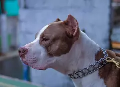 Perros atacan a su dueño.