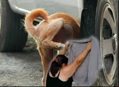 perrito haciendo pipi en una llanta