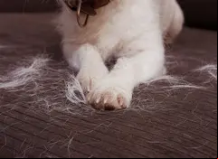 ¿Cómo eliminar los pelos de mascota?
