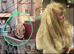 El animal fue bautizado como Soñador.