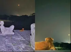'Osita', la perrita guardiana de Chichén Itzá que enamora al mundo al contemplar la Luna