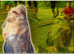 VIDEO: Capturan en Tabasco a pez de casi 300 kilos de peso; así fue el momento