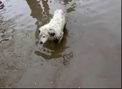 perrito de la calle