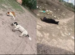 Los perros 