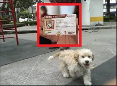 ¿Ya inscribiste a tu lomito en la CURP 'perruna'? Evita multa de más de 3 mil pesos