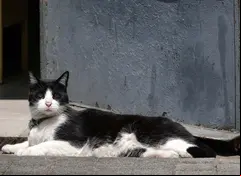 Avientan a un gatito desde un auto en Almoloya; filtran VIDEO y exigen justicia
