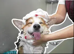 ¿Cada cuánto tiempo se debe bañar a un perro?