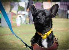 Perro color negro con un collar y una correa