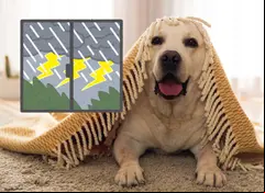 ¡No solo es el agua! Razones por la que a los perros no les gusta la lluvia