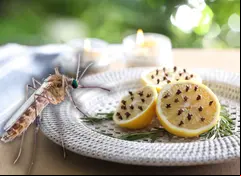¿Cómo ahuyentar a los mosquitos en temporadas de lluvias? No más molestos zumbidos, ni piquetes