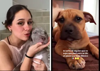 Viva Aerobus entrega perrito equivocado a dueña; 'Errorcito' se hace viral