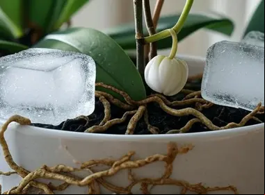 ¿Cuántos cubos de hielo se le pone a las orquídeas?