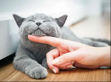 Por qué se les llama michis a los gatos