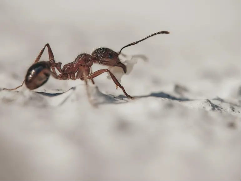Hormiga en piso blanco