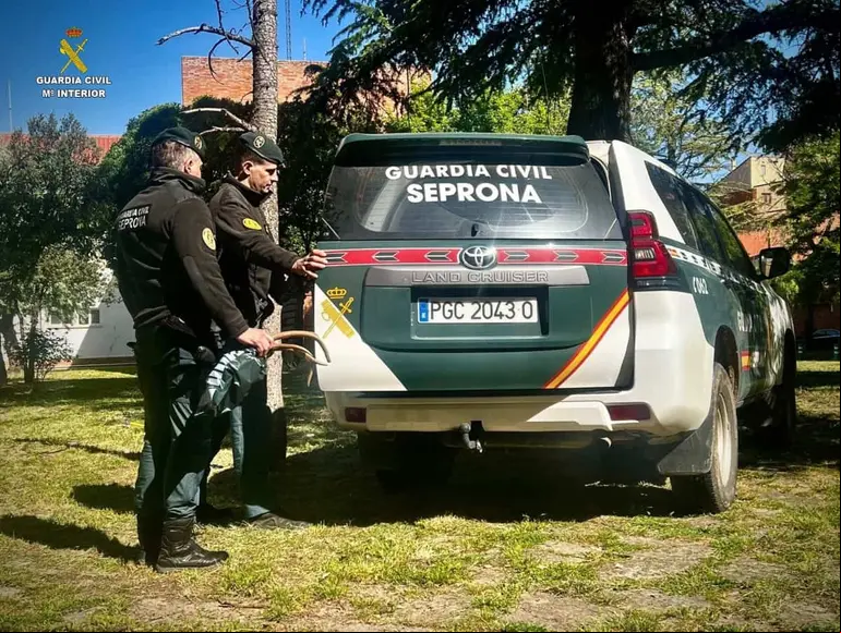 Cae joven de 20 años; tenía 18 trofeos de caza mayor escondidos en el congelador