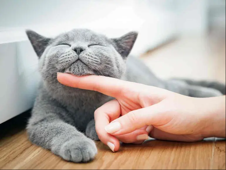 Por qué se les llama michis a los gatos