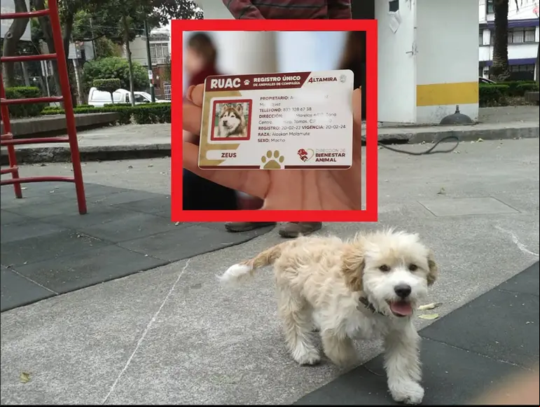 Perrito en CDMX
