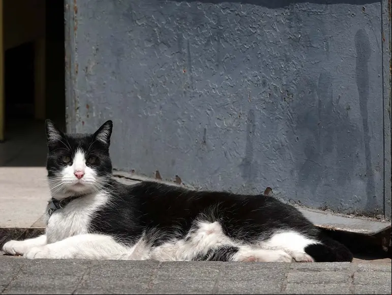 Desde un Jetta gris lanzaron a un gatito por rumbos de Almoloya de Juárez