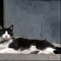 Desde un Jetta gris lanzaron a un gatito por rumbos de Almoloya de Juárez